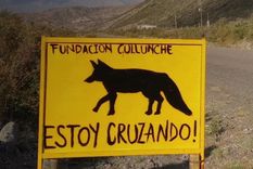 Especialistas sostienen que los atropellamientos de fauna son una de las amenazas más importantes para los ecosistemas que atraviesan las rutas.
