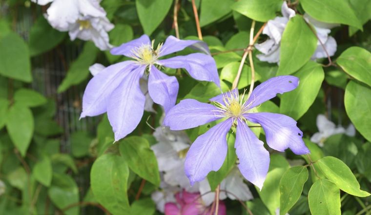 Esta planta tiene hermosas flores de diferentes colores. Foto: Shutterstock