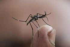Un hombre de 79 años, oriundo de la ciudad de Casilda, presentaba enfermedades crónicas preexistentes  que se complicaron tras infectarse con dengue. Foto: EFE