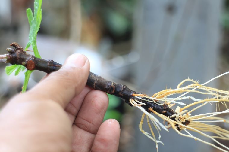 Este enraizador casero es muy sencillo de preparar y con ingredientes de cocina Foto: Shutterstock