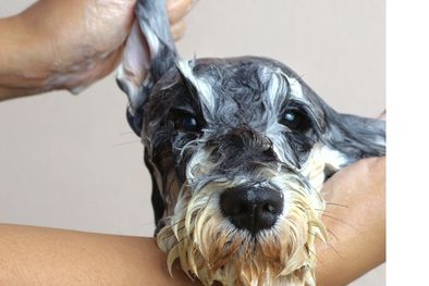 MDZol | Los perros suelen estresarse al oír la palabra baño Foto: Shutterstock