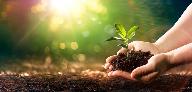 Plantas La avena y la chía son la clave de este abono. Foto: Fuente: Shutterstock