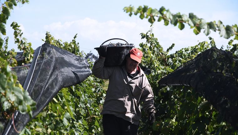 Los analistas de Adecco sostienen que entre las posiciones laborales más demandadas se encuentran la especialización en poda, desbrote y procesos específicos de bodega.