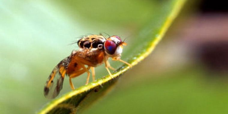 La temida mosca del Mediterráneo.