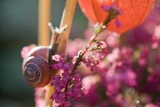 Los caracoles y babosas pueden dañar tus plantas y tu huerta. Realizan como si fueran pequeñas perforaciones en las hojas. Foto: Unsplash