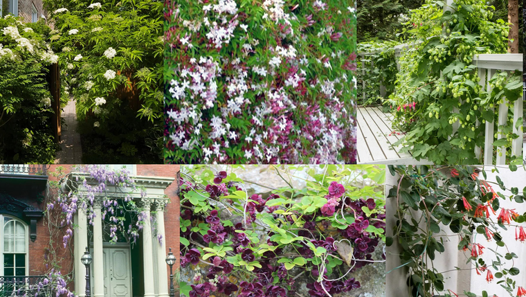 Las plantas trepadoras son una buena alternativa para darle una forma natural al ingreso de la vivienda. Foto: Imagen hecha con fotos de Wikipedia