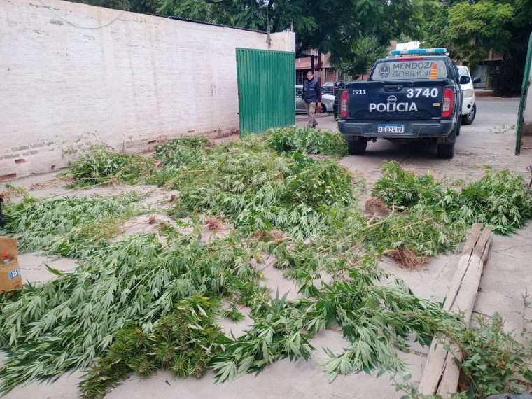 Algunas de las plantas de marihuana secuestradas Foto: Ministerio de Seguridad