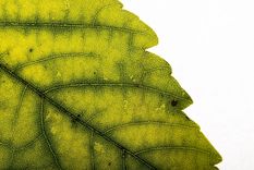 como identificar la falta de hierro en las plantas del jardin