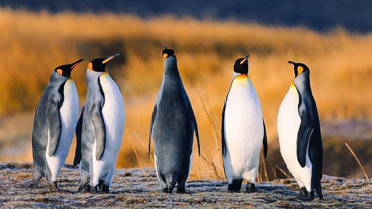 El pingüino rey es la segunda especie de pingüino más grande del mundo, después del emperador. Llega a medir cerca de 95 cm de altura y a pesar hasta 16 kg.