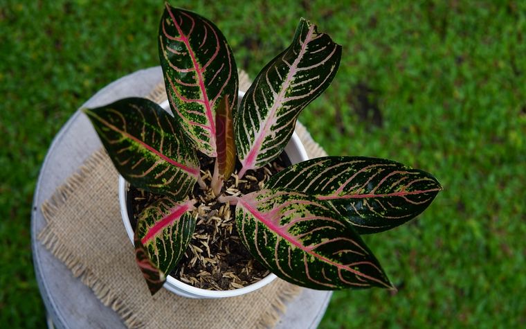 Foto: IMAGEN: Shutterstock