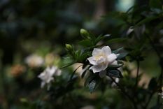 Jardín Conoce algunos de los arbustos con flor más bellos para tu jardín Foto: Pixabay