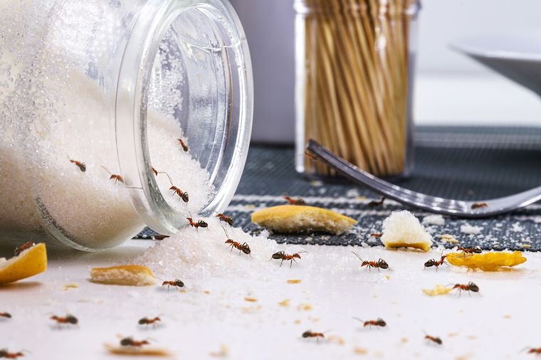Las hormigas pueden convertirse en un problema difícil en la cocina. Foto: SHUTTERSTOCK