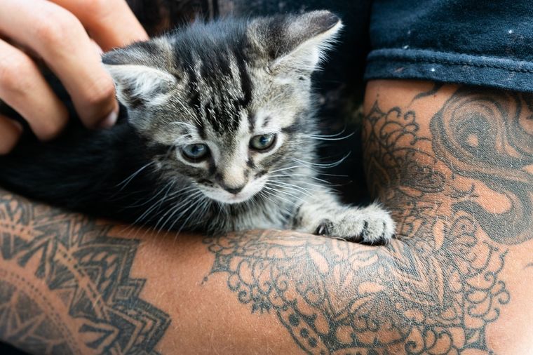 Mascotas Mira la tierna reacción de un gato al ver el nuevo tatuaje de su dueña Foto: Pexels