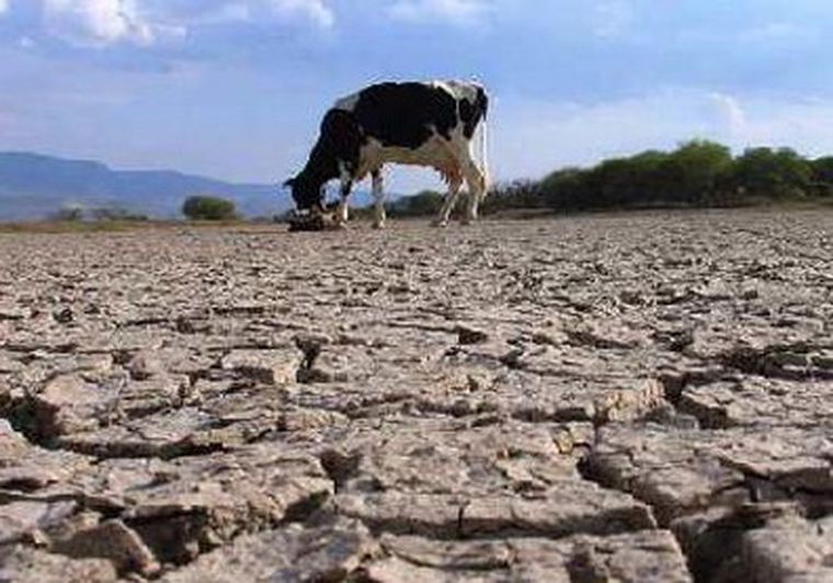 Se ha muerto ya entre un cuarto o un tercio del ganado, aseguran. Foto: Web