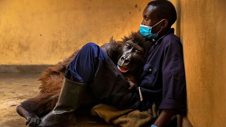 Foto: BRENT STIRTON/WILDLIFE PHOTOGRAPHER OF THE YEAR
