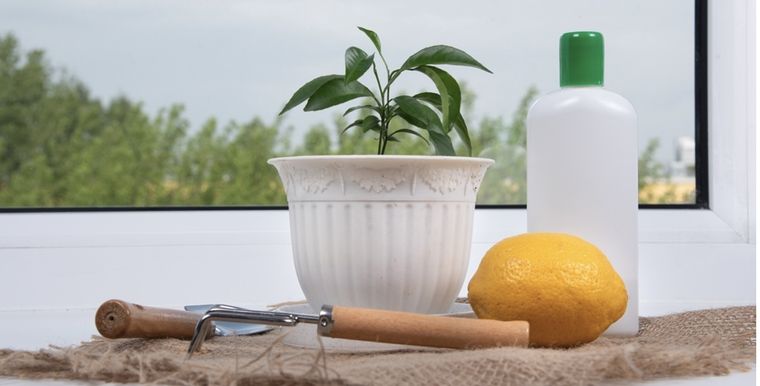 Puedes preparar la mezcla con 1 solo limón Foto: Shutterstock