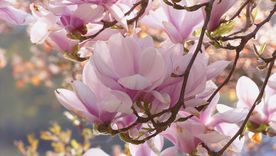 Foto: Arbor hills tree farm  - arborhilltrees.com