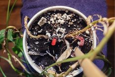 Este hongo impide que las plantas respiren. Foto: shutterstock