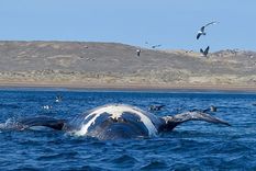 gran preocupacion por la cantidad de ballenas muertas en la peninsula valdes