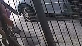 Una nena fue atacada por un dogo que escapó de una vivienda en Villa Carlos Paz Una nena fue atacada por un dogo que escapó de una vivienda en Villa Carlos Paz