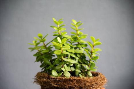Este es el árbol que debés tener en casa para atraer dinero en junio Este es el árbol que debés tener en casa para atraer dinero en junio