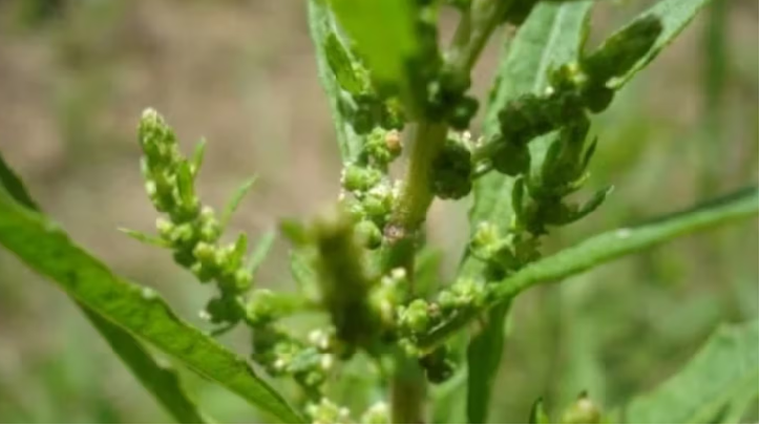 Una planta que atrae el dinero y la abundancia, ideal para el jardín. Una planta que atrae el dinero y la abundancia, ideal para el jardín. 