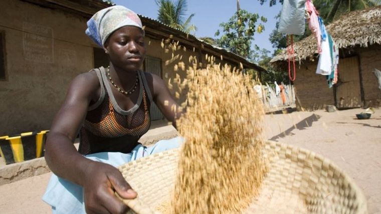 Los cultivos de arroz en gambia ya sufren las consecuencias del cambio climático. Foto: EDUCATION IMAGES