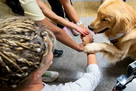 Los perros del hospital Notti. Los perros del hospital Notti.