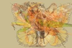 test revelador: el primer animal que tu ojo capte habla mucho sobre ti