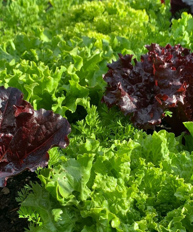 La lechuga es uno de los vegetales más preferidos para cultivar en casa.. Crédito de la imagen: Becky Searle