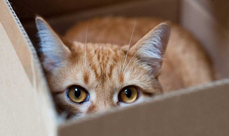 Foto: IMAGEN: UPSOCL