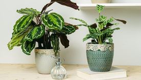 Las plantas de interior. Foto: elblogdelatabla.com. Las plantas de interior. Foto: elblogdelatabla.com.