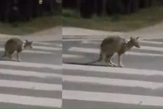 A través de grupos de WhatsApp y en redes sociales se viralizó un video sobre un supuesto canguro suelto en Mendiolaza. Foto: Captura de video A través de grupos de WhatsApp y en redes sociales se viralizó un video sobre un supuesto canguro suelto en Mendiolaza. Foto: Captura de video