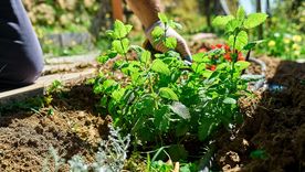 Citronela, el mejor repelente. Foto: Fuente: Shutterstock Citronela, el mejor repelente. Foto: Fuente: Shutterstock