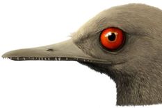 Se cree que el Oculudentavis khaungraae era un depredador de insectos.