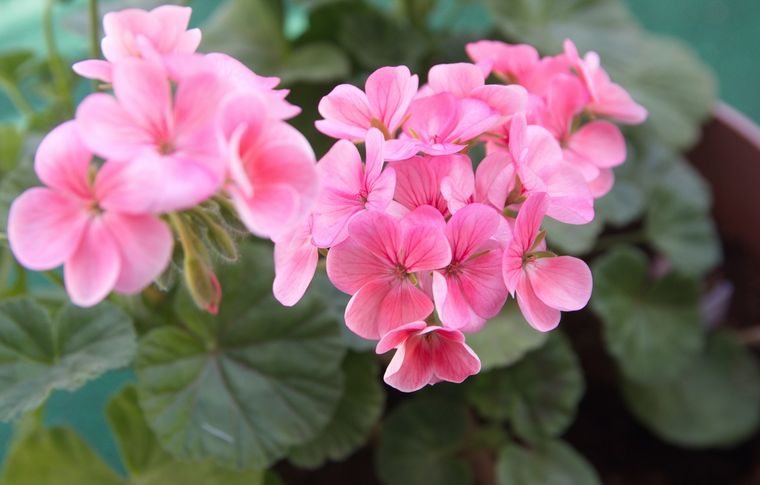 JARDÍN Los geranios se caracterizan por tener flores coloridas Foto: SHUTTERSTOCK