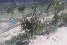 decretan estado de emergencia por las heladas en mendoza