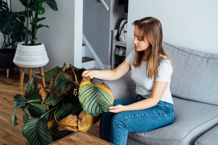 Pulveriza este líquido casero y tus plantas volveran a crecer con fuerza Foto: Shutterstock