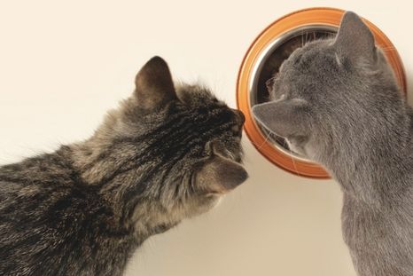 Las comidas que podés compartir con tu gato. Foto: Shutterstock Las comidas que podés compartir con tu gato. Foto: Shutterstock