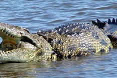 los cocodrilos tambien juegan y se divierten