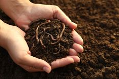 Las lombrices indican que el suelo está vivo y equilibrado: una señal positiva para tu jardín. Foto: Shutterstock