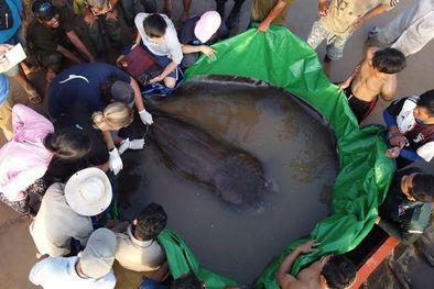 MDZol | La raya gigante de agua dulce es una especie en peligro de extinción Foto: WONDERS OF THE MEKONG