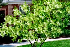 Árbol Chionanthus virginicus Foto: mgnv.org - Foto © Mary Free