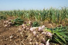 El 80% de las exportaciones argentinas de ajo tienen su origen en Mendoza, y la mayor parte desembarca en tierras brasileñas. Foto: Gobierno de Mendoza
