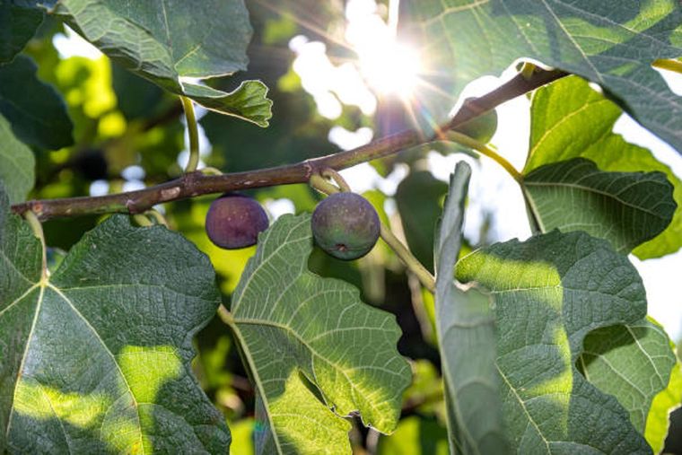 Higuera en el jardín