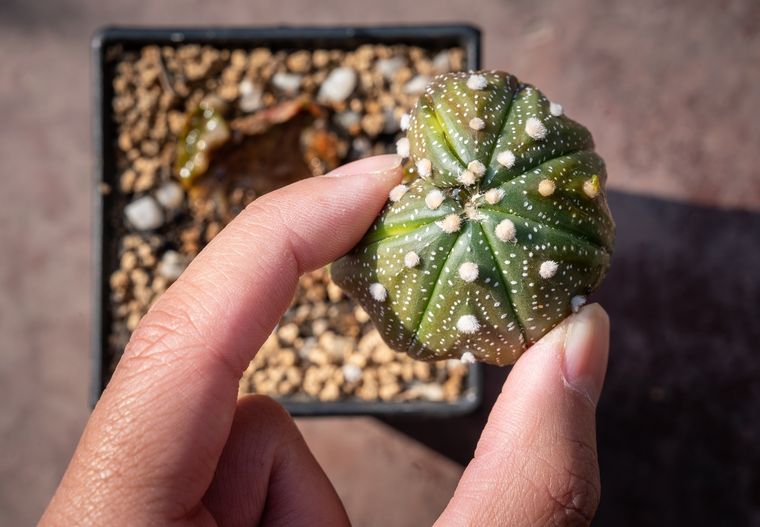 Estos es lo que le puede pasar a tu cactus si no le da el sol a tus cactus Foto: Shutterstock
