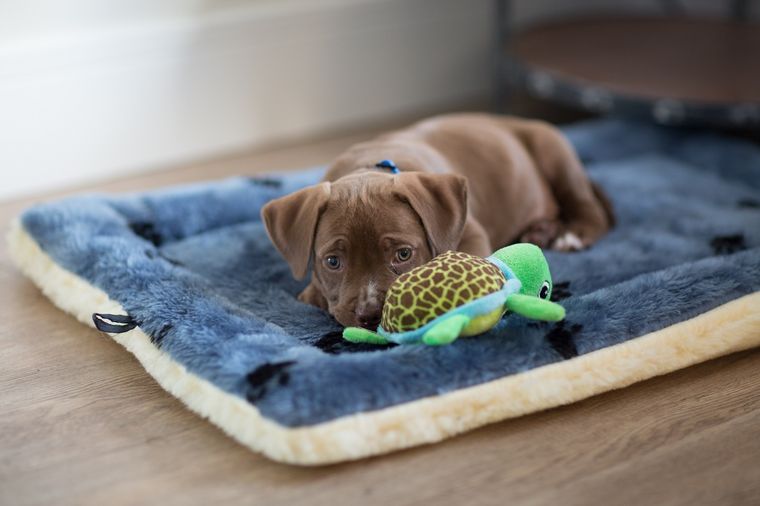 El nombre de tu nueva mascota puede estar inspirado en un personaje animado Foto: SHUTTERSTOCK