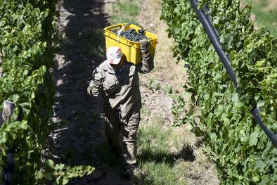 MDZol | Cosecha en Mendoza.