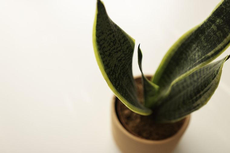 Sansevieria Sansevieria