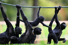 En el camino de la evolución, aparecieron enfermedades genéticas en los humanos por haber perdido la cola de nuestros antepasados primates. Foto: Getty Images